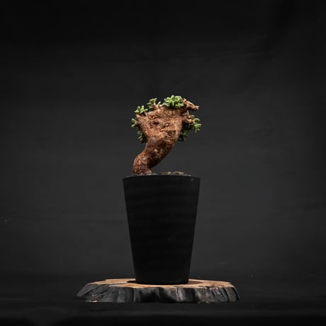 Ceraria pygmaea / ケラリア ピグマエア 【発根済】 [雌雄未判別]