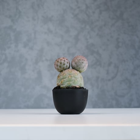 Tephrocactus geometricus / テフロカクタス ゲオメトリクス 大玉 【自根】