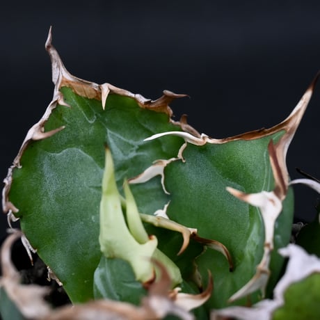 Agave titanota ' Whate Whale ' / アガベ チタノタ '白鯨 '   【発根済】
