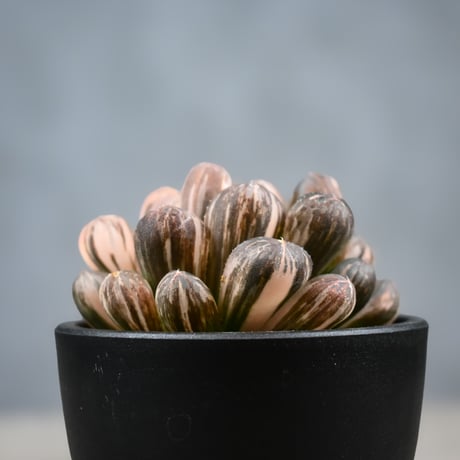 Haworthia cooperi var. truncata 'Maihime' / ハオルチア 特ダルマ型 オブツーサ 錦 舞姫