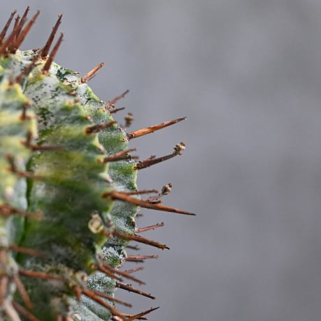 Euphorbia horrida variegated / ユーフォルビア ホリダ 錦 (斑入り) 【発根済】
