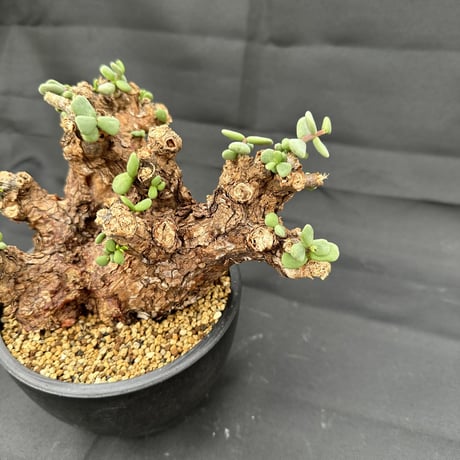 Ceraria pygmaea / ケラリア ピグマエア (微発根) [雌雄未判別]