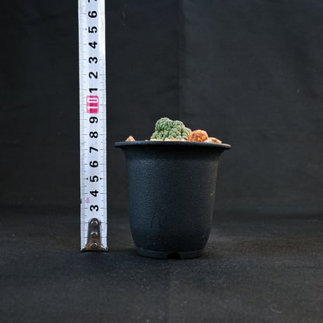 Larryleachia cactiformis / ラリレアキア カクティフォルメ 仏頭玉【発根済】