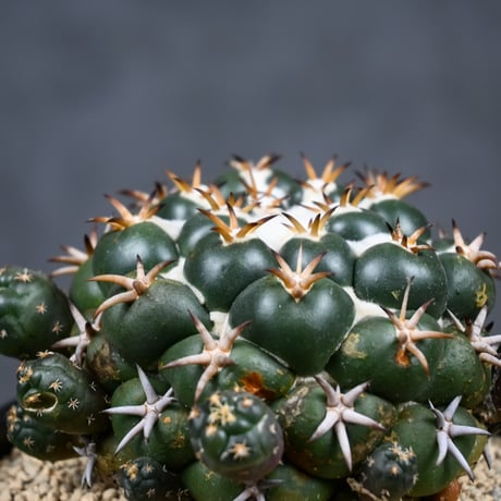 Coryphantha elephantidens / コリファンタ 短刺象牙丸 仔吹き