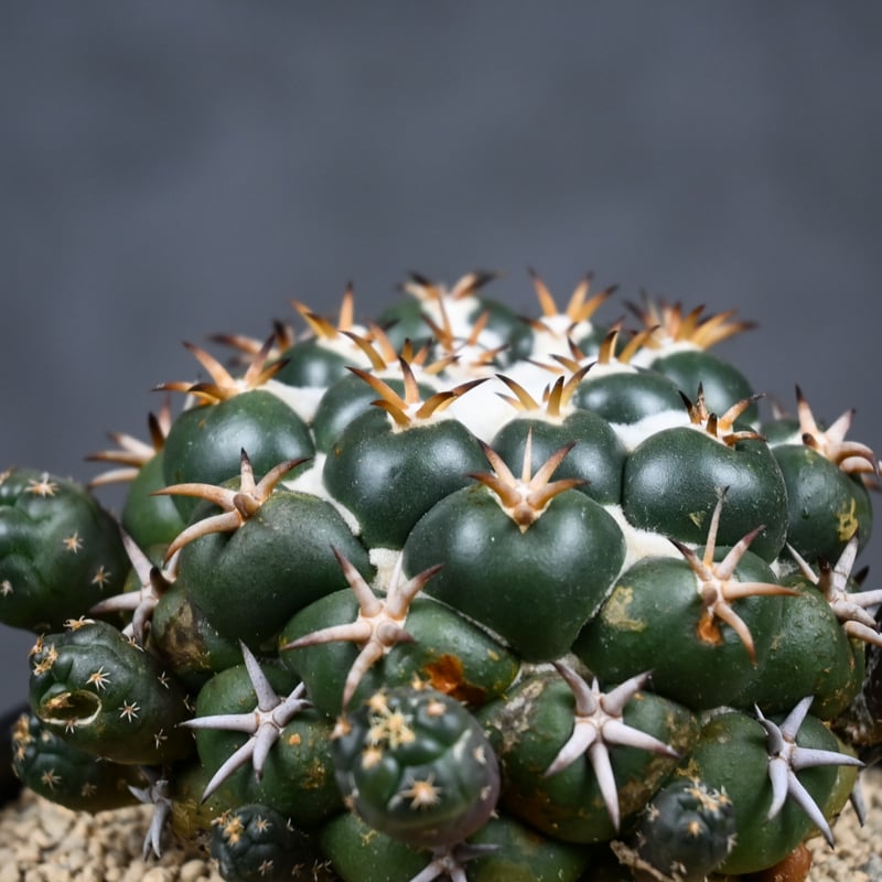 Coryphantha elephantidens / コリファンタ 短刺象牙丸 仔吹き |