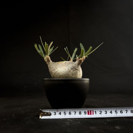 Pachypodium rosulatum var. gracilius / パキポディウム グラキリス 【微発根】
