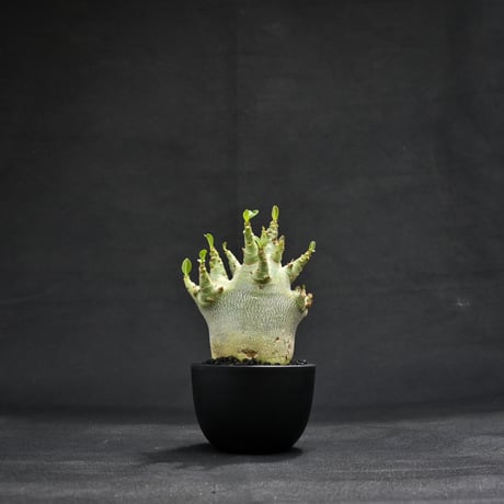 Adenium arabicum super dwarf / アデニウム アラビカム スーパードワーフ【微発根】