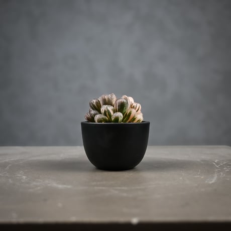 Haworthia cooperi var. truncata 'Maihime' / ハオルチア 特ダルマ型 オブツーサ 錦 舞姫