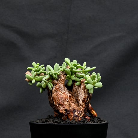 Ceraria pygmaea / ケラリア ピグマエア 【発根済】 [雌雄未判別]