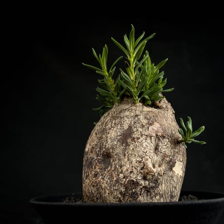 【Premium Line】Pachypodium bispinosum / パキポディウム  ビスピノーサム 【微発根】+ 黒鉄【KUROGANE】