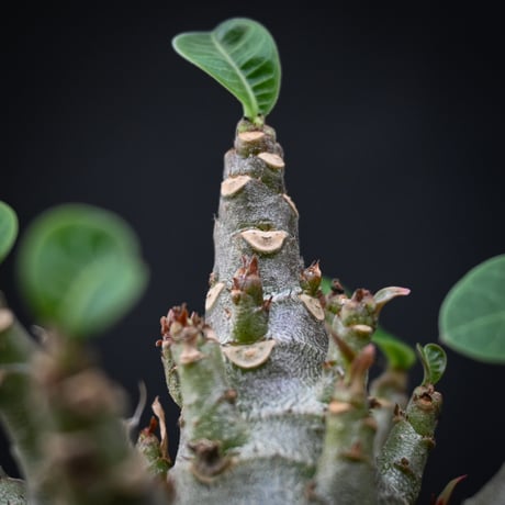 Adenium arabicum super dwarf / アデニウム アラビカム スーパードワーフ【微発根】