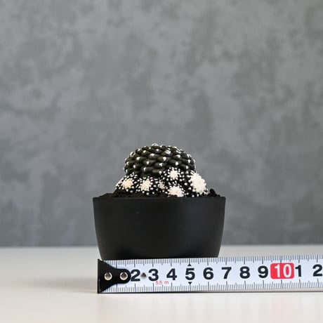 Copiapoa tenuissima / コピアポア テヌイシマ 【実生】