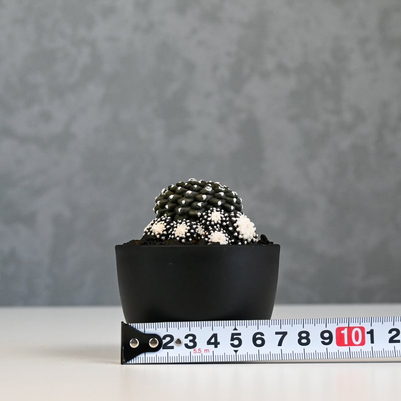 Copiapoa tenuissima / コピアポア テヌイシマ 【実生】 | GREEN