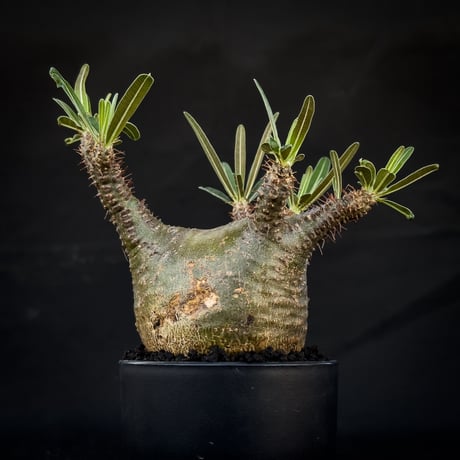 Pachypodium rosulatum var. gracilius / パキポディウム グラキリス 【微発根】
