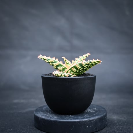 Aloe hybrid / アロエ ハイブリッド【微発根】