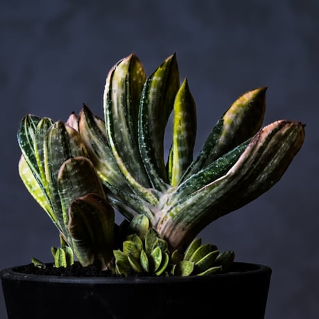 ガステリア | STORES