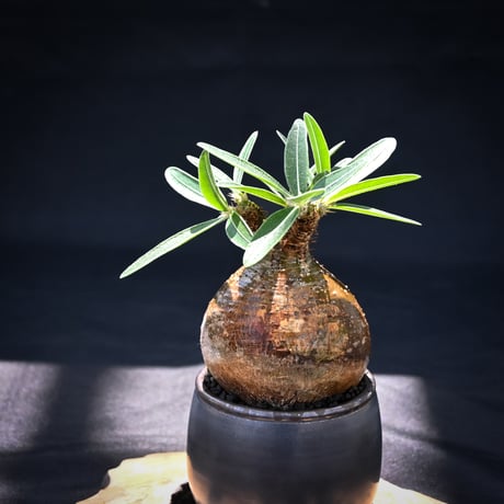 【Premium Line】 Pachypodium rosulatum var. gracilius / パキポディウム グラキリス 【発根済】 + Vintage 【後藤 瑞葉】