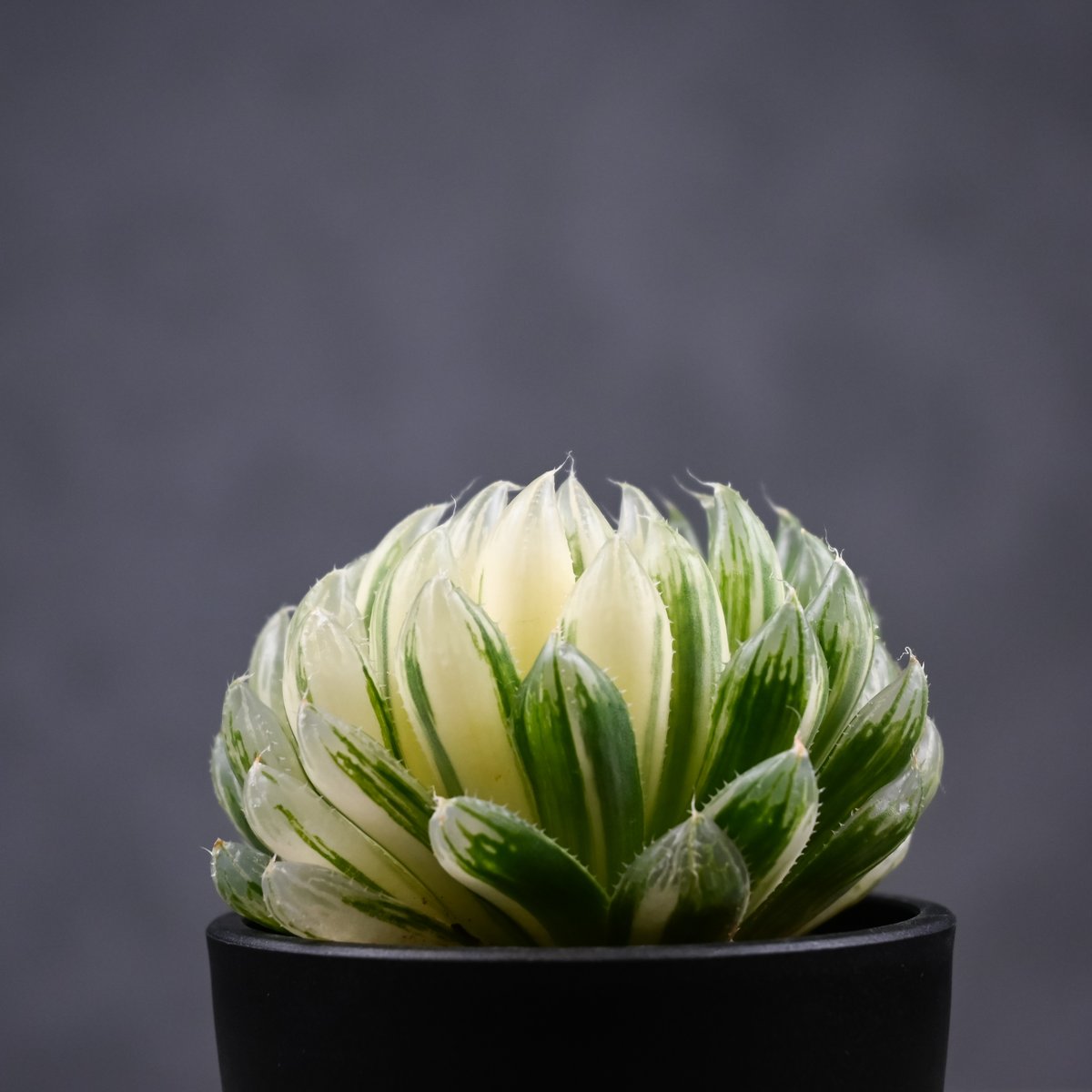 Haworthia cooperi 'Hanakocho' / ハオルチア オブツーサ 錦 花
