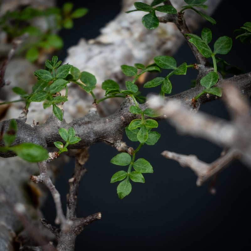 Premium Line】 Commiphora sp. somalia Premium Line】 Commiphora sp. somalia