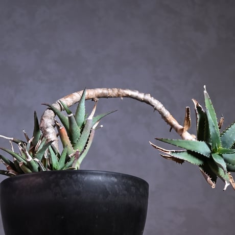 Aloe arborescens Mill. / アロエ アルボレセンス キダチアロエ (木立アロエ)【発根済】