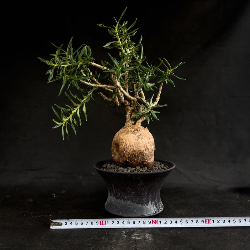 Premium Line】Pachypodium bispinosum / パキポディウム