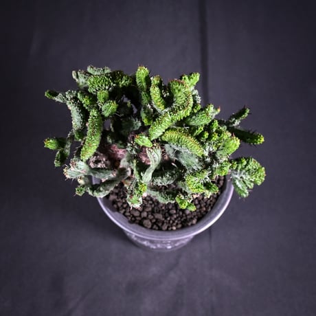 Euphorbia enopla f. monstruosa  / ユーフォルビア エノプラ 綴化 【実生】 + 信楽焼