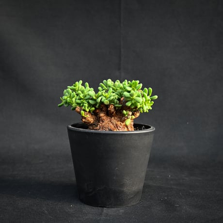 ケラリアピグマエア　セット ケラリアピグマエア | STORES