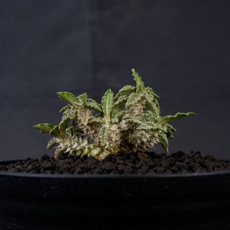 Euphorbia tulearensis / ユーフォルビア トゥレアレンシス 【発根済】