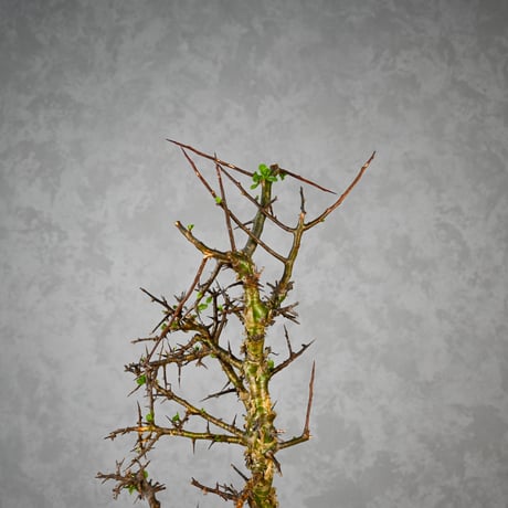 Commiphora myrrha / コミフォラ ミルラ 【微発根】