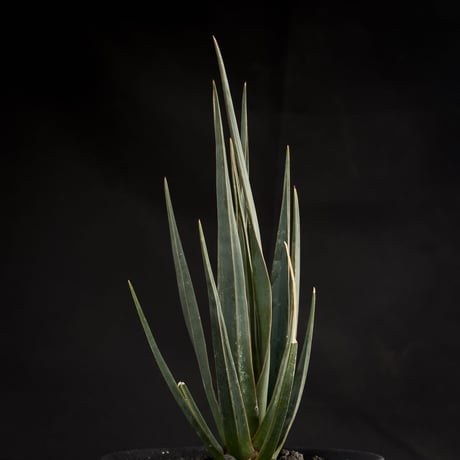 【Premium Line】Dracaena cinnabari / ドラセナ シナバリ 【発根済】+ 黒鉄【KUROGANE】