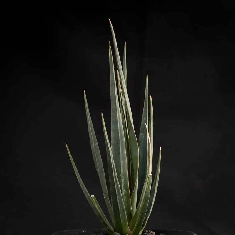 Premium Line】Dracaena cinnabari / ドラセナ シナバリ 【発