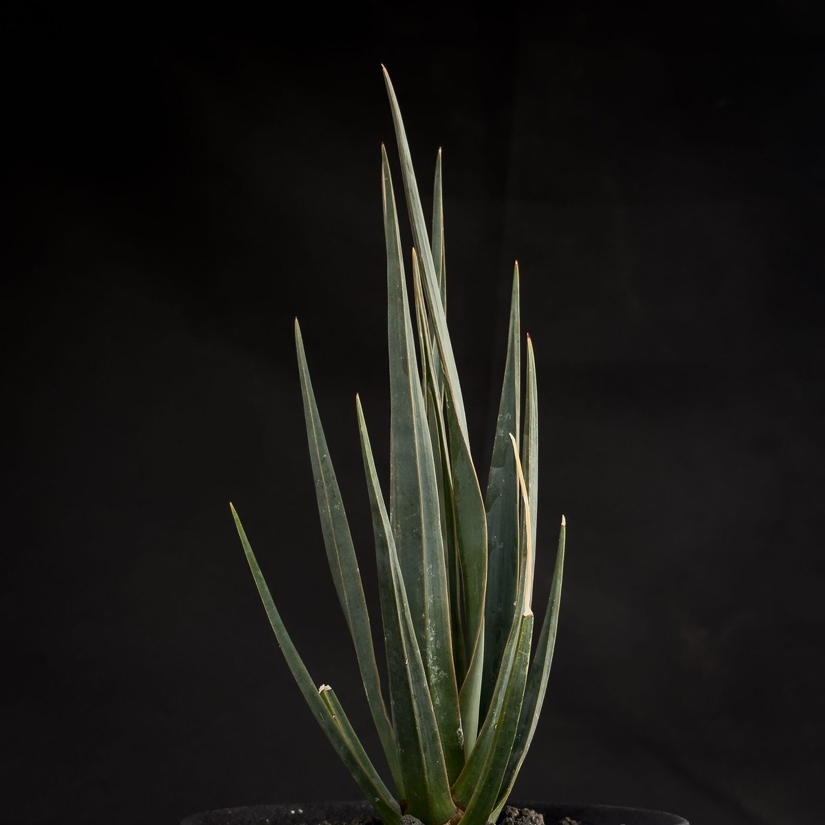 Premium Line】Dracaena cinnabari / ドラセナ シナバリ 【発