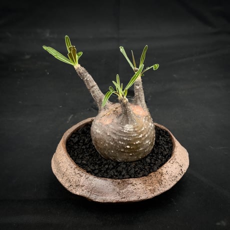 【Premium Line】 Pachypodium rosulatum var. gracilius / パキポディウム グラキリス 【微発根】+ 信楽焼