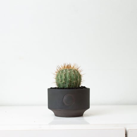 【QUTOTEN. コラボ商品】Copiapoa cinerea var. columna-alba / コピアポア コルムナアルバ 孤竜丸 白棘【実生】+ 利休 -RIKYU-