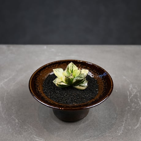Haworthia 'Juliana' ( 'Mirrorball' X cooperi var. truncata variegated ) / ハオルチア ジュリアナ + 信楽焼