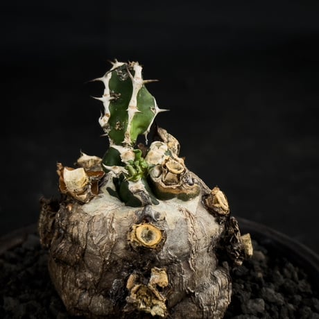 【Premium Line】 Euphorbia mlanjeana / ユーフォルビア ムランジーナ 【微発根】 + 万山鉢