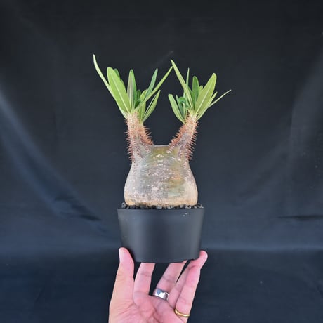 Pachypodium rosulatum var. gracilius / パキポディウム グラキリウス (グラキリス)【微発根】