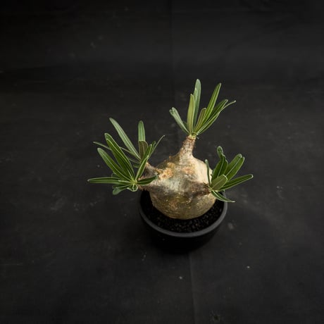 Pachypodium rosulatum var. gracilius / パキポディウム グラキリス 【微発根】