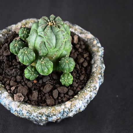 Euphorbia obesa hyb ’ Bonten ’ f. monstrosa  / ユーフォルビア オベサ 梵天 石化 【実生】 + 信楽焼
