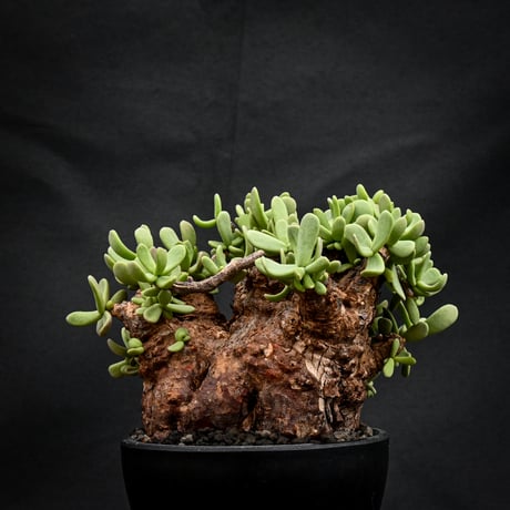 Ceraria pygmaea / ケラリア ピグマエア 【発根済】 [雌雄未判別]