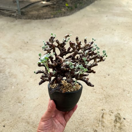 Pelargonium mirabile / ペラルゴニウム ミラビレ (微発根)