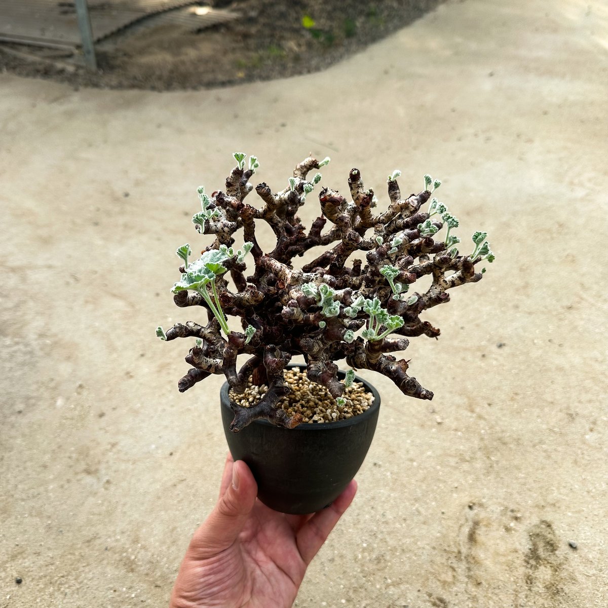 Pelargonium mirabile / ペラルゴニウム ミラビレ (微発根) | GRE
