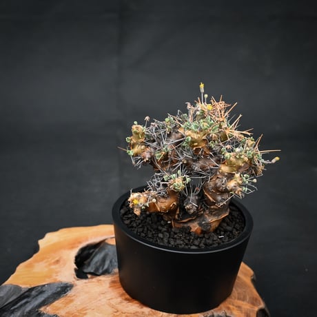Othonna euphorbioides / オトンナ ユーフォルビオイデス (微発根)