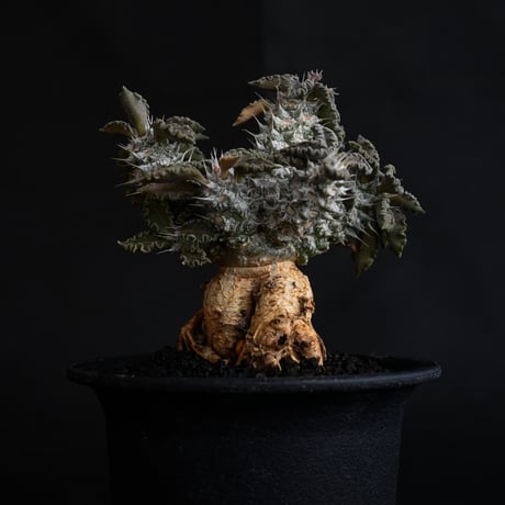 Euphorbia tulearensis / ユーフォルビア トゥレアレンシス 【発根済】