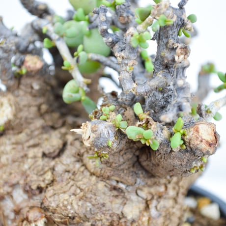 Ceraria pygmaea / ケラリア ピグマエア (発根済) [雌雄未判別]