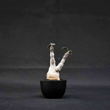 Dorstenia foetida / ドルステニア フォエチダ 【微発根】