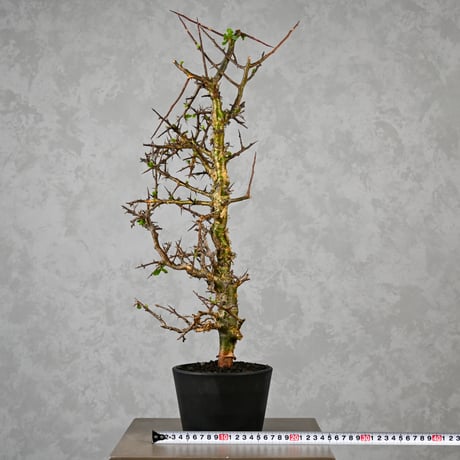 Commiphora myrrha / コミフォラ ミルラ 【微発根】