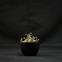 Dorstenia lavrani / ドルステニア ラブラニー 【微発根】