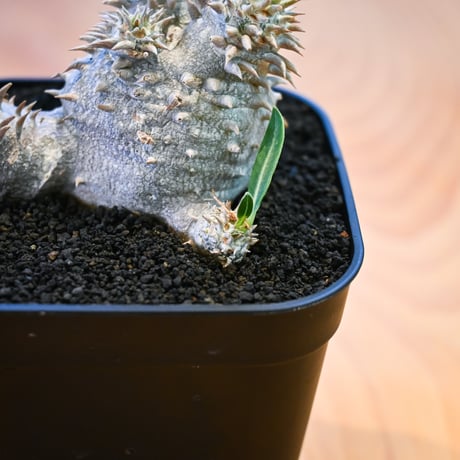 Pachypodium ' Densicaule ' / パキポディウム デンシカウレ 恵比寿大黒 (恵比須大黒)【微発根】