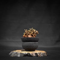 Ceraria pygmaea / ケラリア ピグマエア 【微発根】 [雌雄未判別]  + 信楽焼